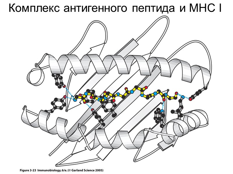 Figure 3-23 Комплекс антигенного пептида и MHC I